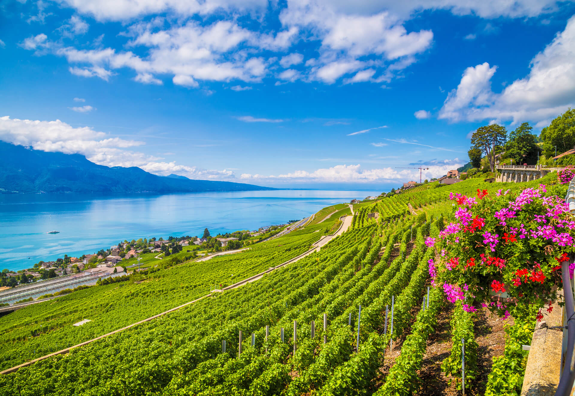 Lavaux wine region Canton of Vaud Lausanne